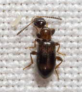 Image of Antlike flower beetle