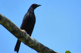 Image of Giant Cowbird