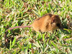 Image of Brants's African Climbing Mouse -- Brant's Climbing Mouse