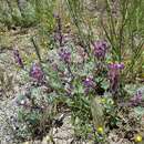 Plancia ëd Lupinus concinnus subsp. optatus (C. P. Sm.) D. B. Dunn