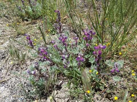 Plancia ëd Lupinus concinnus subsp. optatus (C. P. Sm.) D. B. Dunn