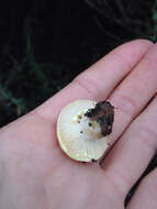 Image of Lactarius xanthogalactus Peck 1907