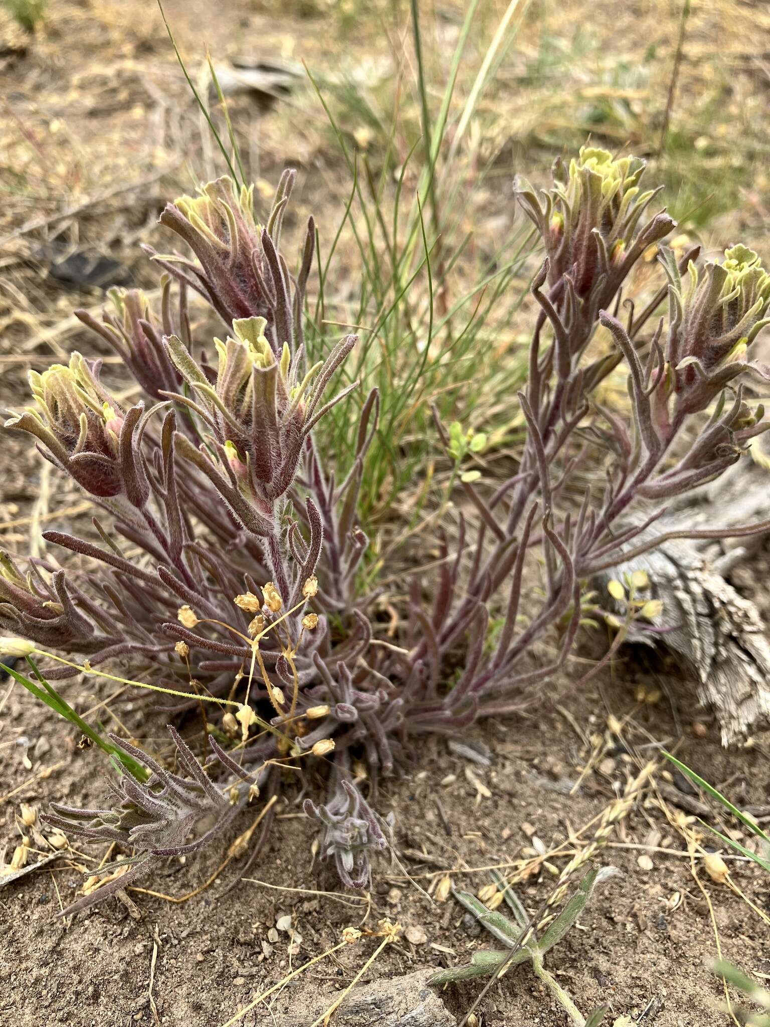 Image of <i>Castilleja <i>pilosa</i></i> var. pilosa