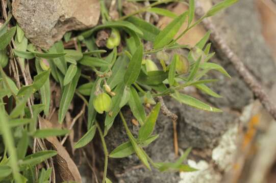 Image of velvetseed milkwort