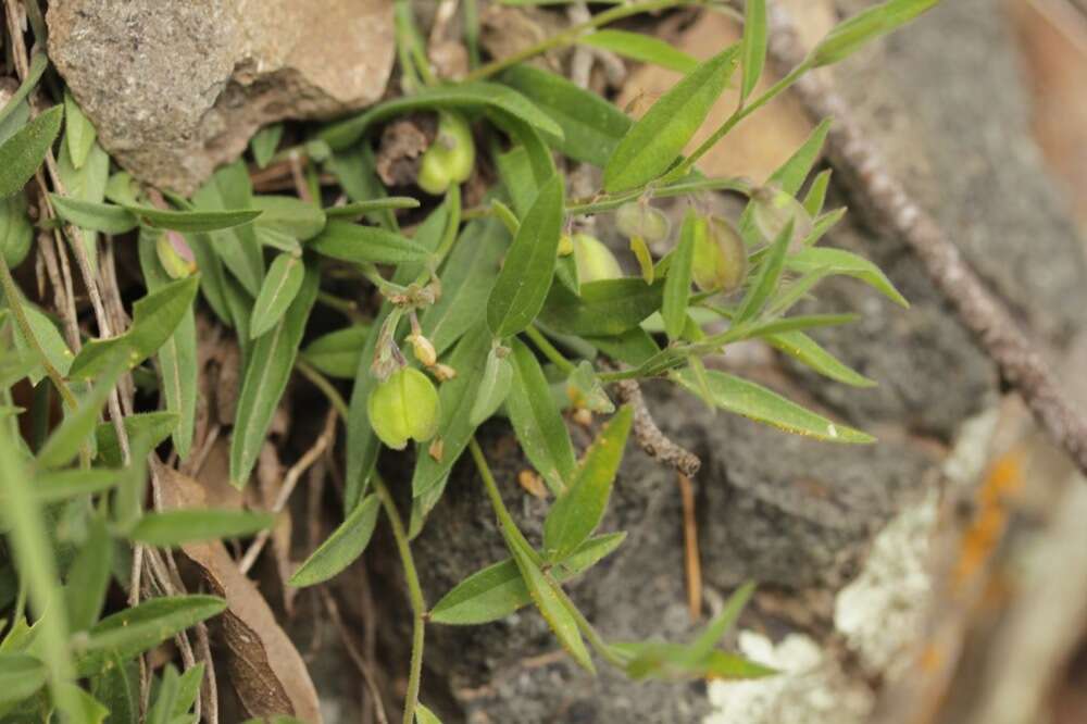 Image of velvetseed milkwort