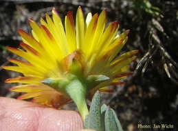 صورة Lampranthus glaucus (L.) N. E. Br.