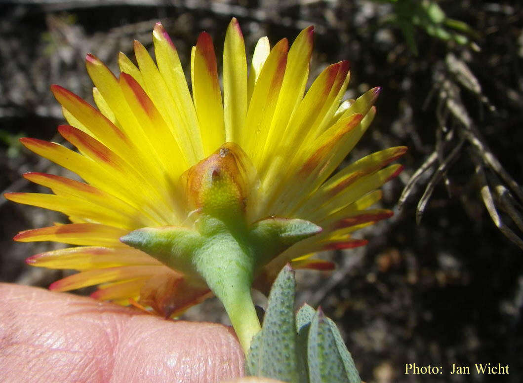 صورة Lampranthus glaucus (L.) N. E. Br.