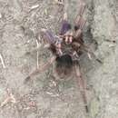 Image of Ecuadorian Birdeater Tarantula