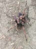 Image of Ecuadorian Birdeater Tarantula