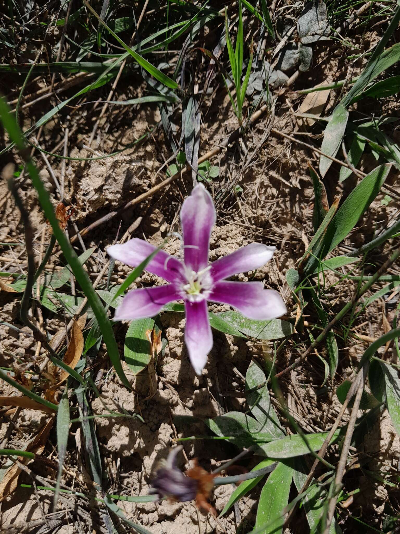 Image of Sparaxis grandiflora subsp. violacea (Eckl.) Goldblatt