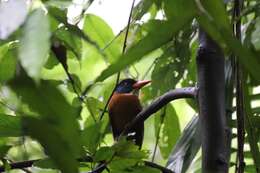 Actenoides monachus monachus (Bonaparte 1850) resmi