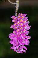 Sivun Dendrobium secundum (Blume) Lindl. ex Wall. kuva