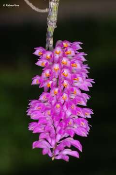 Sivun Dendrobium secundum (Blume) Lindl. ex Wall. kuva