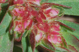 Euphorbia densiflora (Klotzsch) Klotzsch的圖片