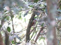 Chamaetylas poliophrys (Sharpe 1902) resmi