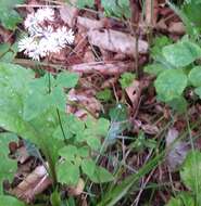 Image of Thalictrum tuberiferum Maxim.