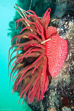 Image of Cribrinopsis albopunctata Sanamyan & Sanamyan 2006