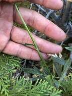 Image of Siskiyou Mountain Groundsel