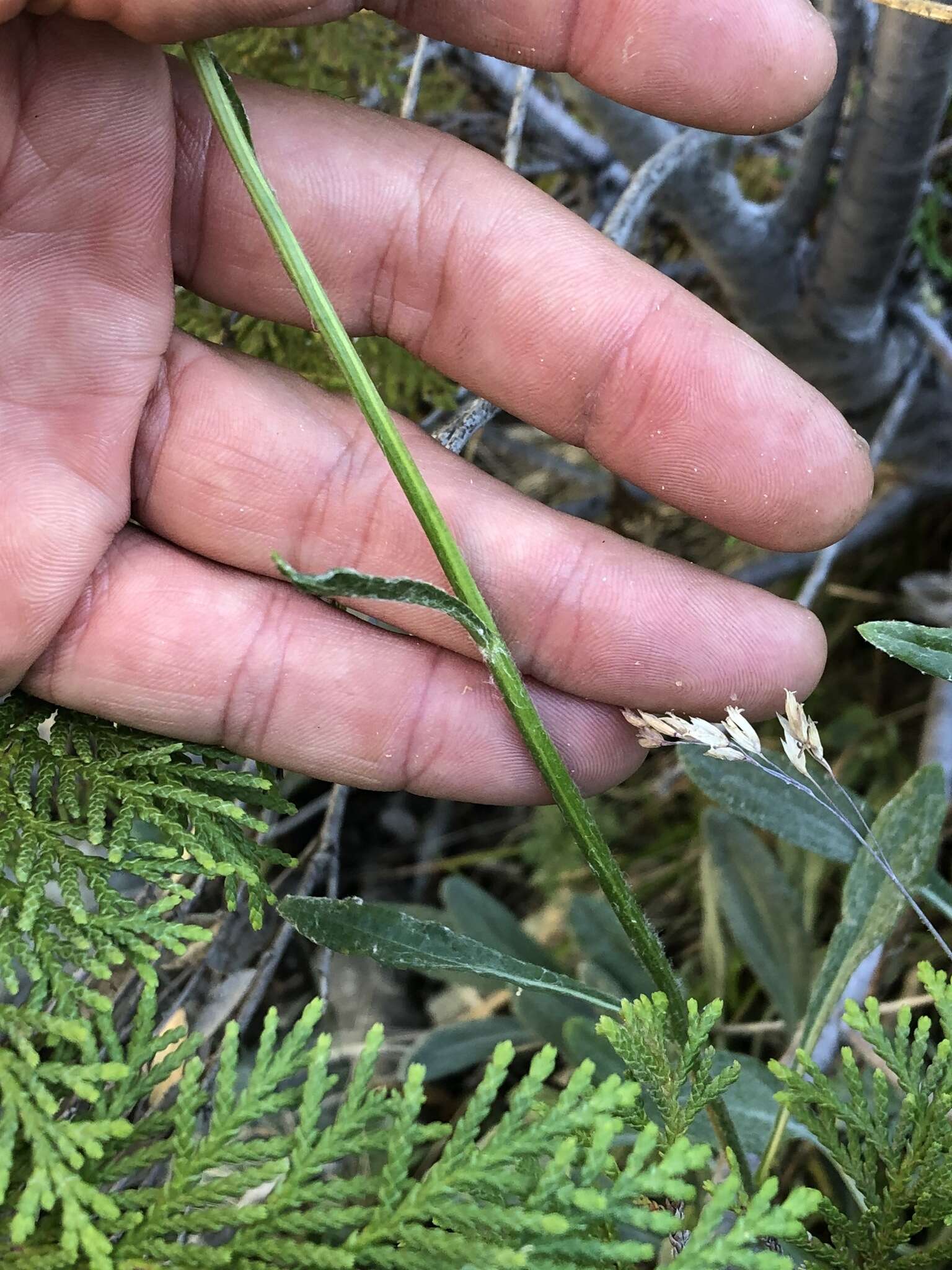 Image of Siskiyou Mountain Groundsel