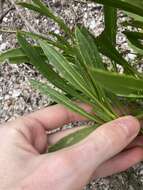 Image of Scaevola repens de Vriese