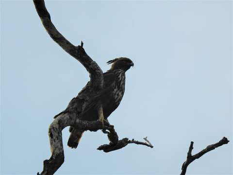 Nisaetus cirrhatus ceylanensis (Gmelin & JF 1788) resmi