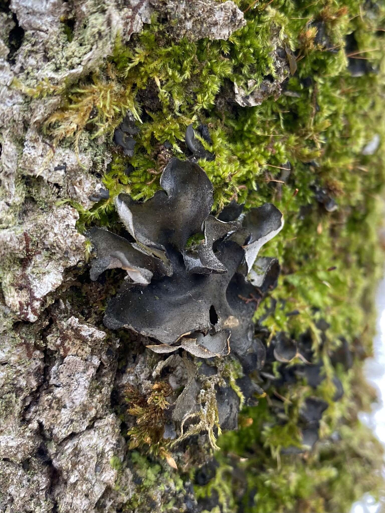 Image of Leptogium acadiense J. W. Hinds, F. L. Anderson & Lendemer