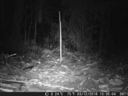 Image of brown four-eyed opposum