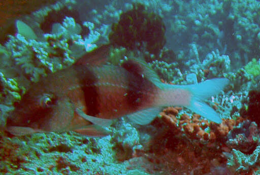 Image of Doublebar goatfish
