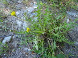 Plancia ëd Taraxacum scariosum (Tausch) Kirschner