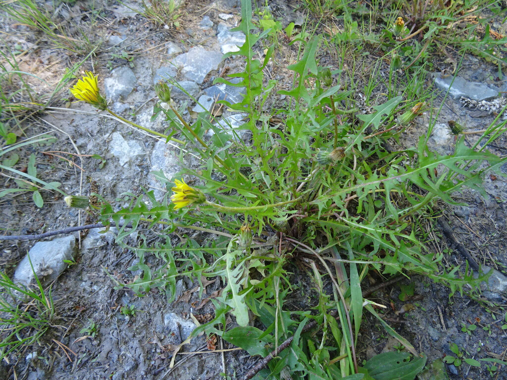 Plancia ëd Taraxacum scariosum (Tausch) Kirschner