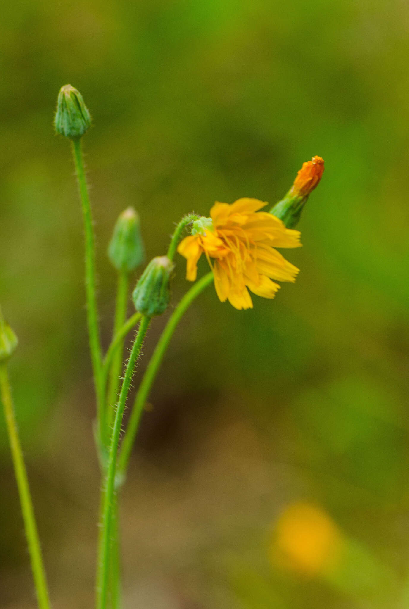 Image of twoflower dwarfdandelion