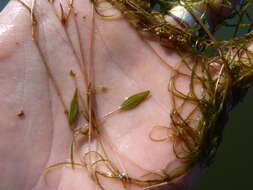 Image of waterthread pondweed