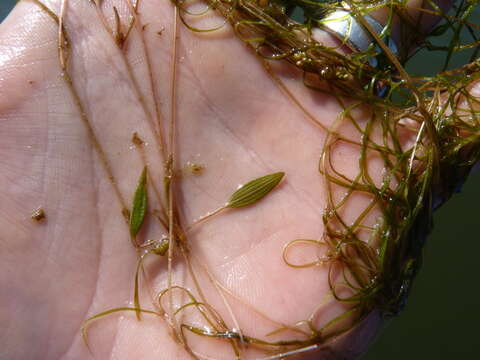 Imagem de Potamogeton diversifolius Raf.