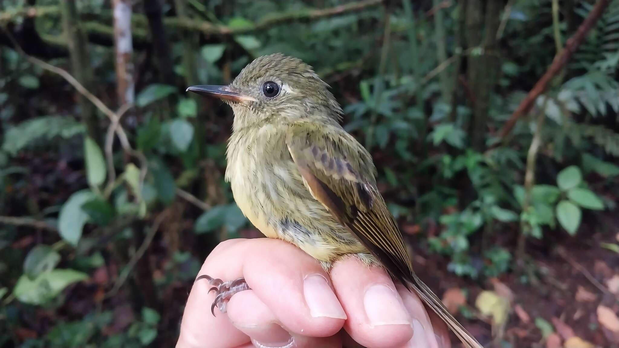 Image of Olive-striped Flycatcher