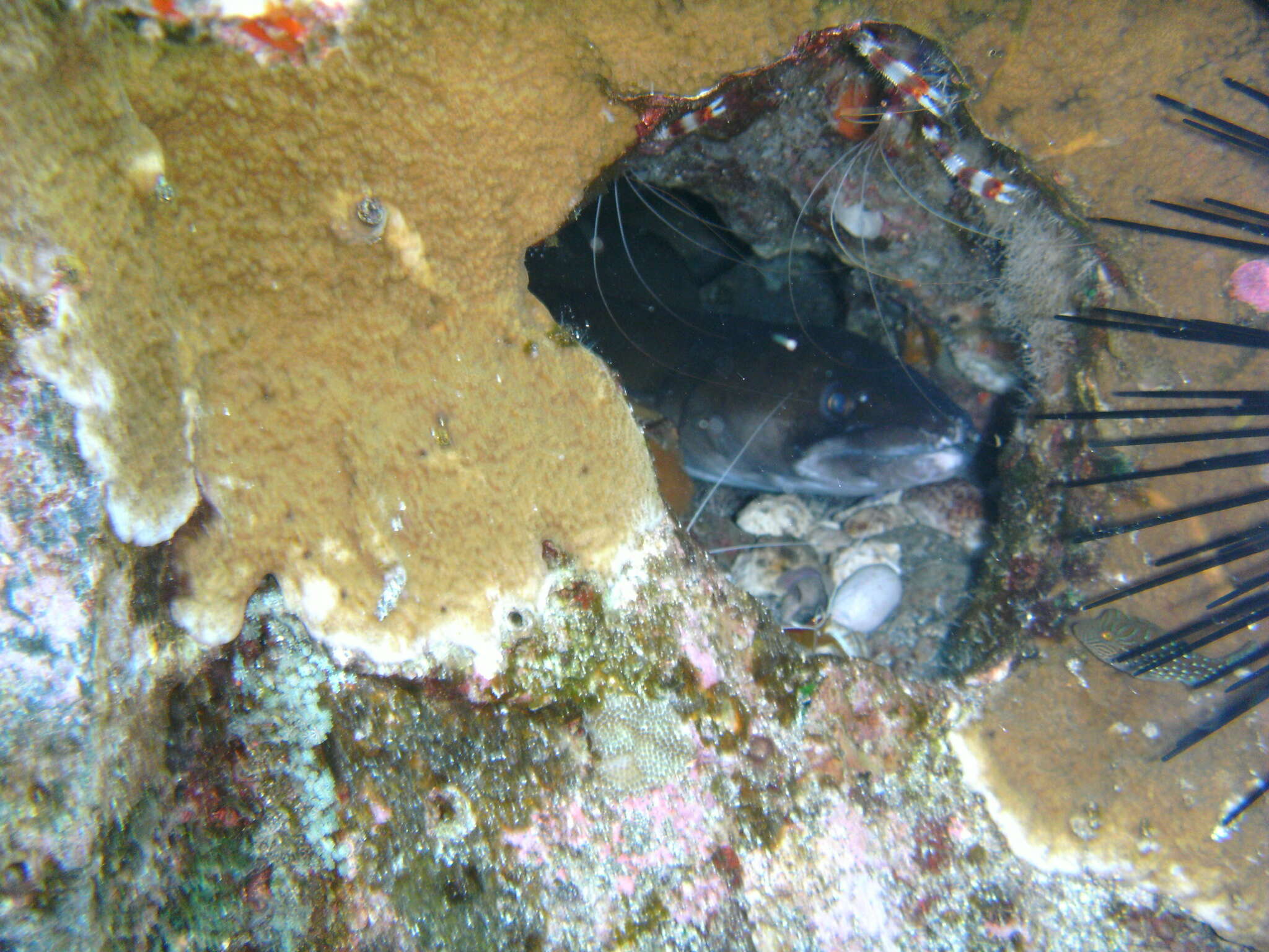 Image of Ash-colored conger eel