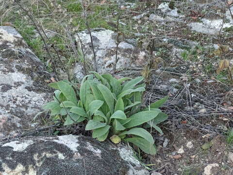 Image of Spanish digitalis