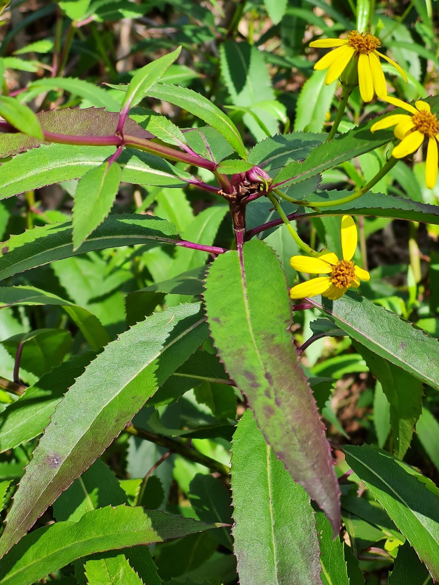 Image of Lordhowea amygdalifolia