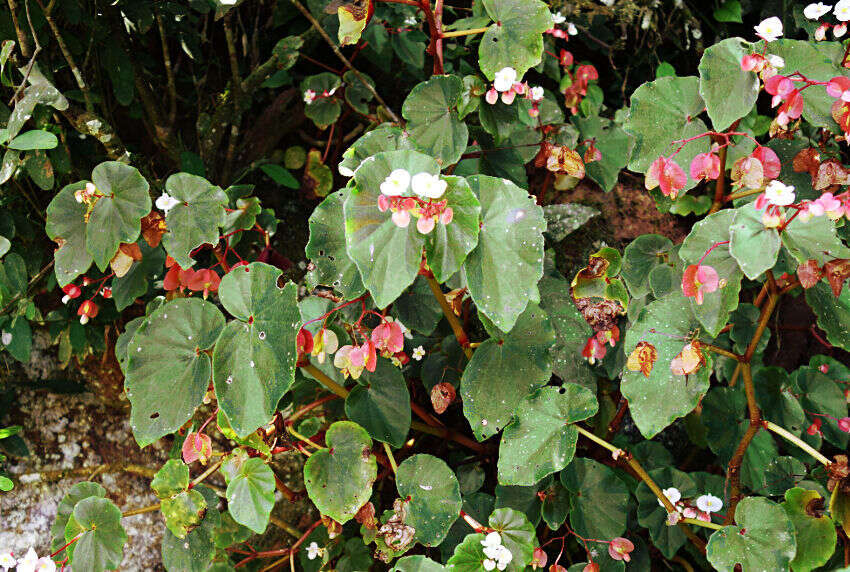 Image of Begonia subvillosa Klotzsch