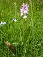 Image de Dactylorhiza maculata subsp. ericetorum (E. F. Linton) P. F. Hunt & Summerh.