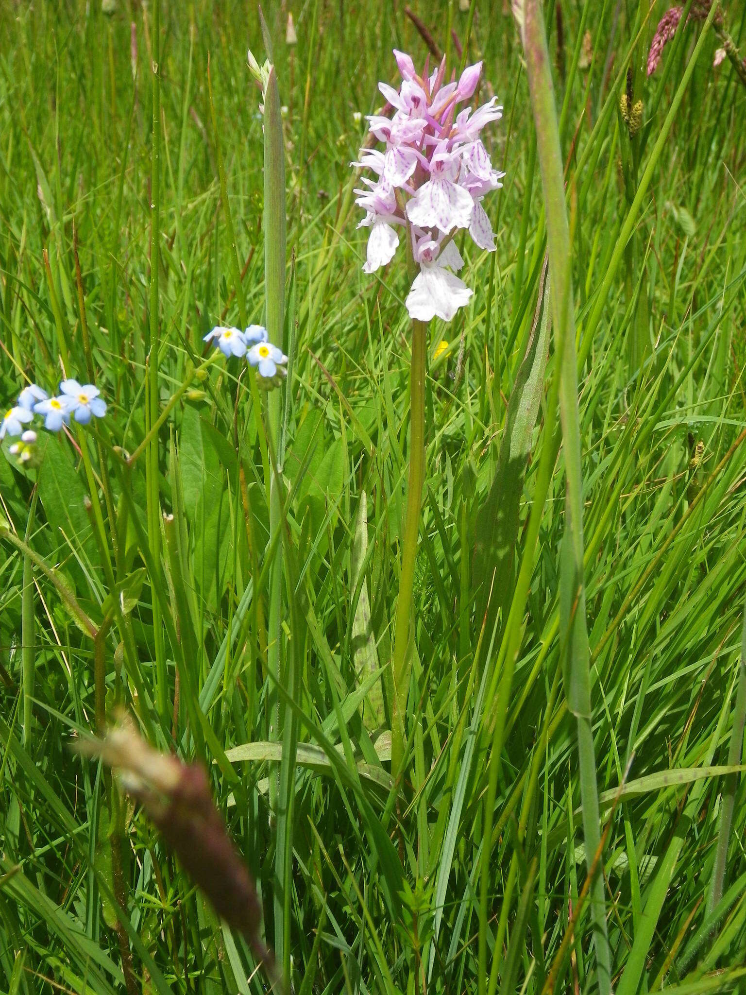 Image of Dactylorhiza maculata subsp. ericetorum (E. F. Linton) P. F. Hunt & Summerh.