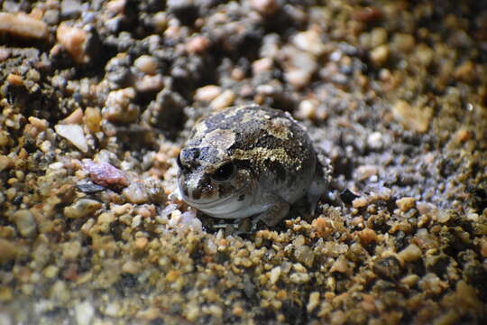 Image of Spencer's Burrowing Frog