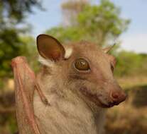 Image of Peters's Epauletted Fruit Bat