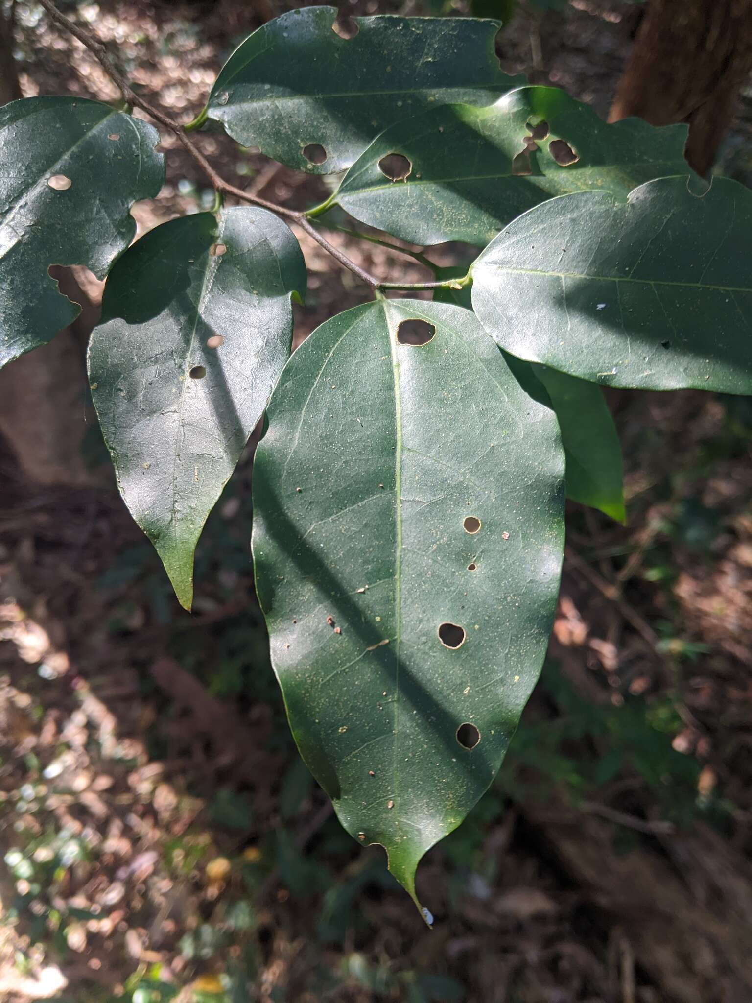 Image of silky celtis