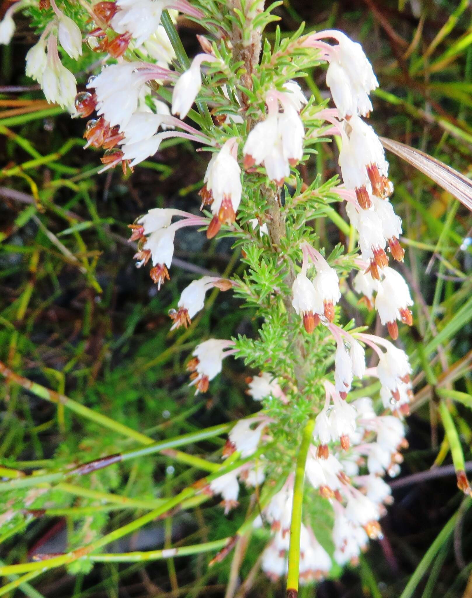 Imagem de Erica penicilliformis var. penicilliformis