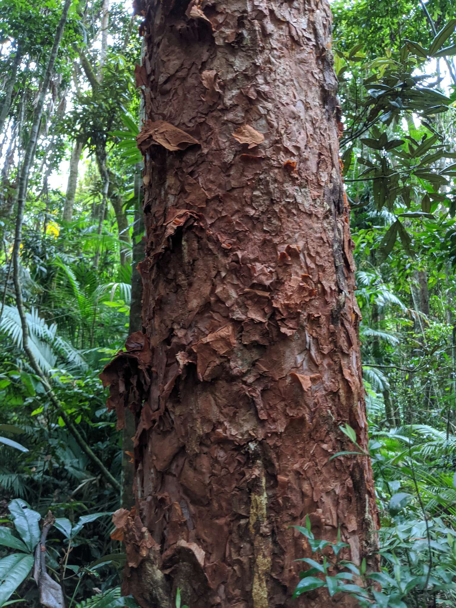 Image of Syzygium papyraceum B. P. M. Hyland