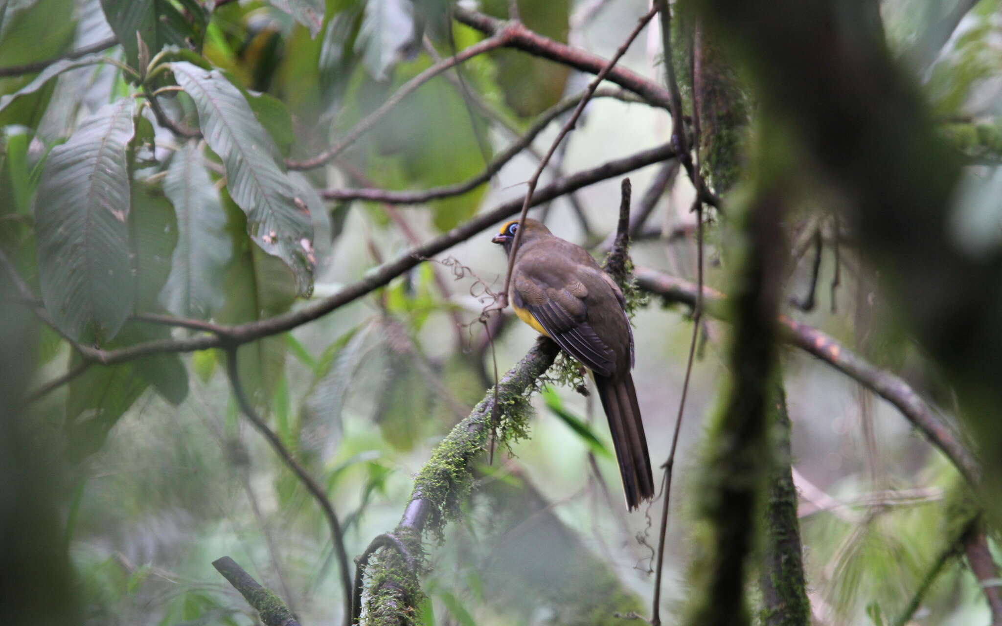 Image of Ward's Trogon