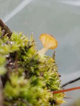 Image of Lichenomphalia hudsoniana (H. S. Jenn.) Redhead, Lutzoni, Moncalvo & Vilgalys 2002