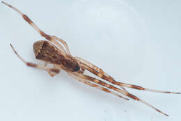 Sivun Episinus angulatus (Blackwall 1836) kuva