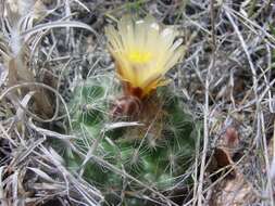 Image of Houserock Valley Cactus