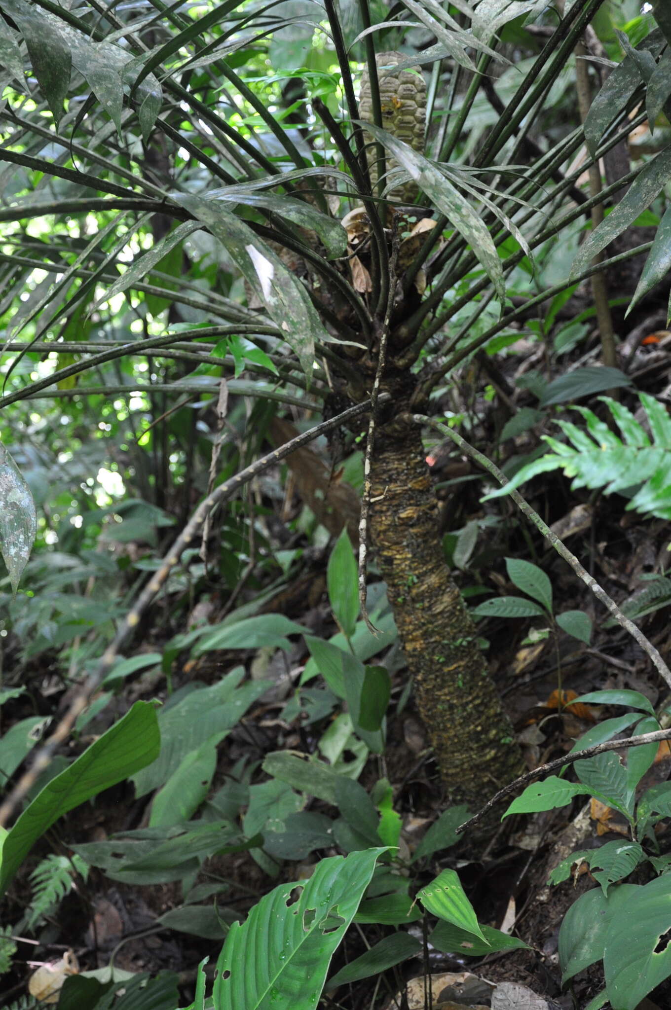 Image of Zamia elegantissima Schutzman, Vovides & R. S. Adams